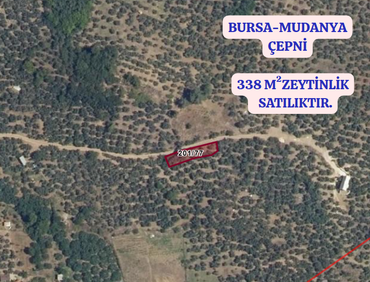 BURSA MUDANYA ÇEPNİ KÖYÜNDE 338 M²  ZEYTİNLİK SATILIKTIR - BURSA MUDANYA fotoğraf 2