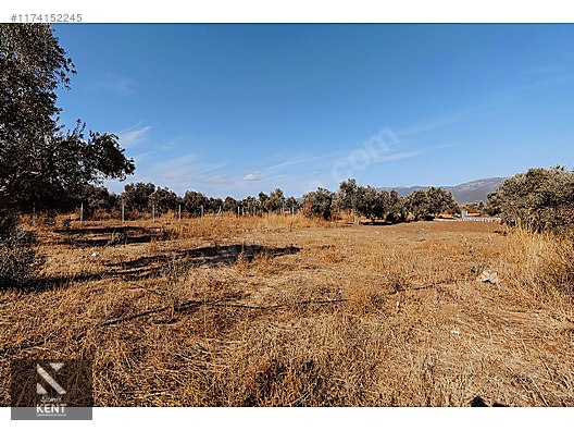 Kemalpaşa Sekiz Eylül Merkeze Yakın Satılık 3440 m2 Zeytinlik - İZMİR KEMALPAŞA fotoğraf 3