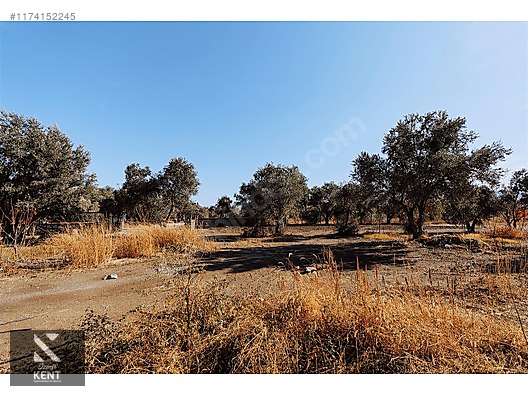 Kemalpaşa Sekiz Eylül Merkeze Yakın Satılık 3440 m2 Zeytinlik - İZMİR KEMALPAŞA fotoğraf 18