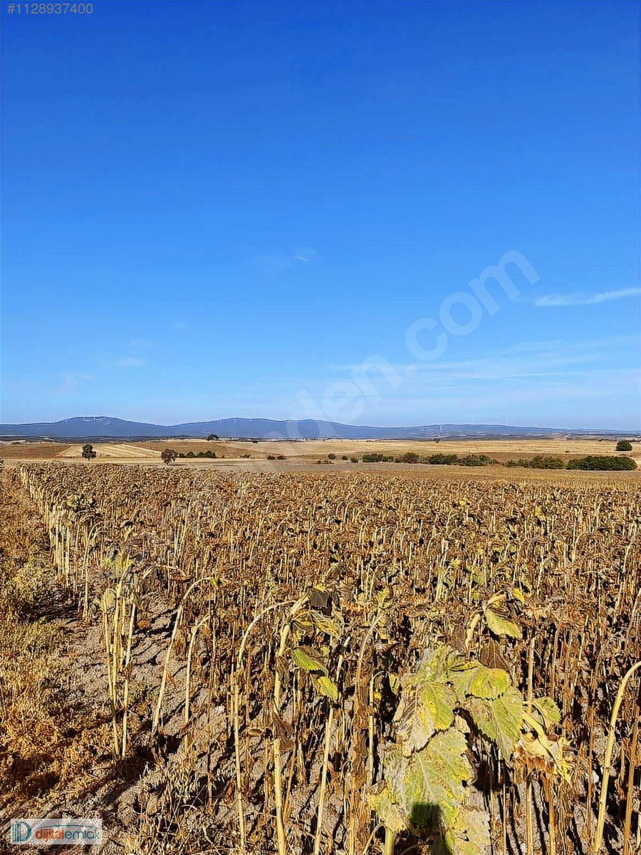Bandırma Akçapınarda Yatırımlık Satılık 7.700 m2 Arazi. - BALIKESİR BANDIRMA fotoğraf 3
