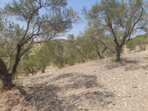 Manisa Saruhanlı Çullugörece Mah. Satılık Zeytinlik - MANİSA SARUHANLI fotoğraf 2