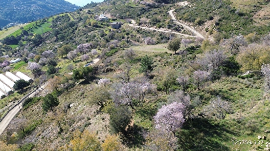 ANAMUR UCARIDA SATILIK 11500 M2 TARLA - MERSİN ANAMUR fotoğraf 10