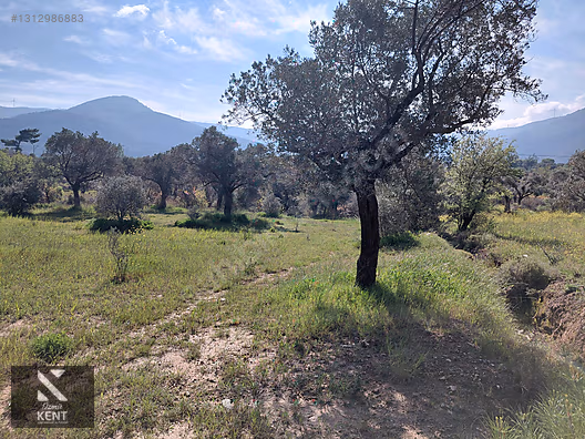 Kemalpaşa Dereköy'de Satılık 4850 m2 Bahçe - İZMİR KEMALPAŞA fotoğraf 6