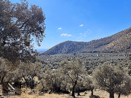 Bayındır Yusuflu Satılık 6050 m2 Zeytinlik Tek Tapu - İZMİR BAYINDIR fotoğraf 35