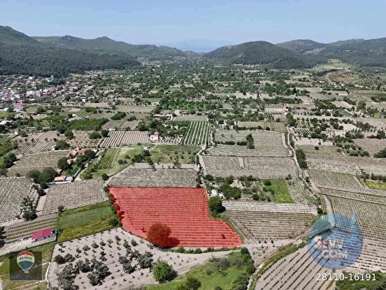 KUŞADASI KİRAZLI da SATILIK ÜZÜM BAĞI ANA YOLA YAKIN - AYDIN KUŞADASI fotoğraf 14