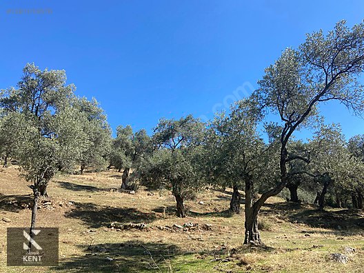 Bayındır Yusuflu Satılık 6050 m2 Zeytinlik Tek Tapu - İZMİR BAYINDIR fotoğraf 26