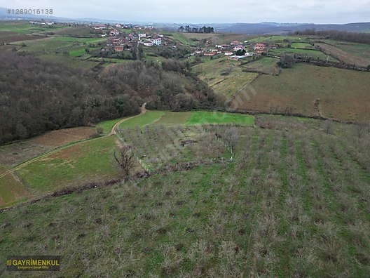 Ferizli Hocaoğlu'nda Satılık 2400 m² Fındık Bahçesi - SAKARYA FERİZLİ fotoğraf 19