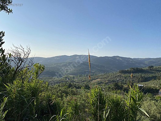 BURSA MUDANYA DEREKÖY KÖYÜNDE 3.673 M² ZETİNLİK SATILIKTIR. - BURSA MUDANYA fotoğraf 12