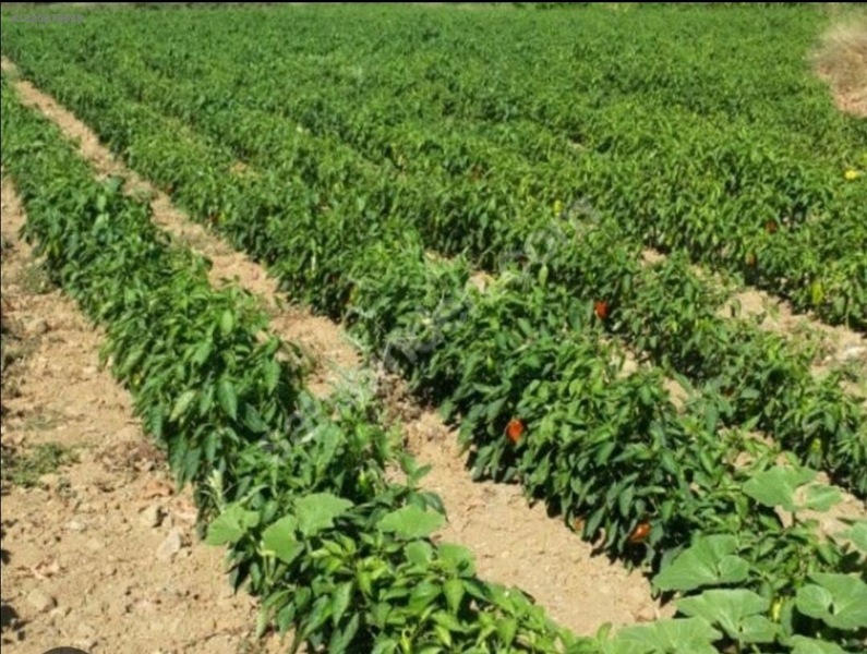 BURSA KARACABEY İSMETPAŞA KÖYÜNDE TARLANIN 4.000  M² Sİ SATILIKTIR - BURSA KARACABEY fotoğraf 6