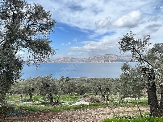 MUGLA MİLAS KARAHAYIT KOYUNDE ASFALTA SİFİR ZEYTİNLİK BAKİMLİ - MUĞLA MİLAS fotoğraf 7