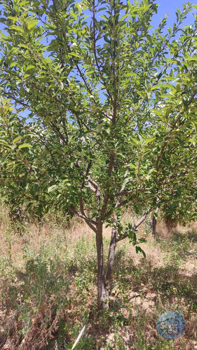 Satılık 579m² Meyve Bahçesi (Kütahya/Şaphane Karaağıl Mah.) - Kütahya Şaphane fotoğraf 33