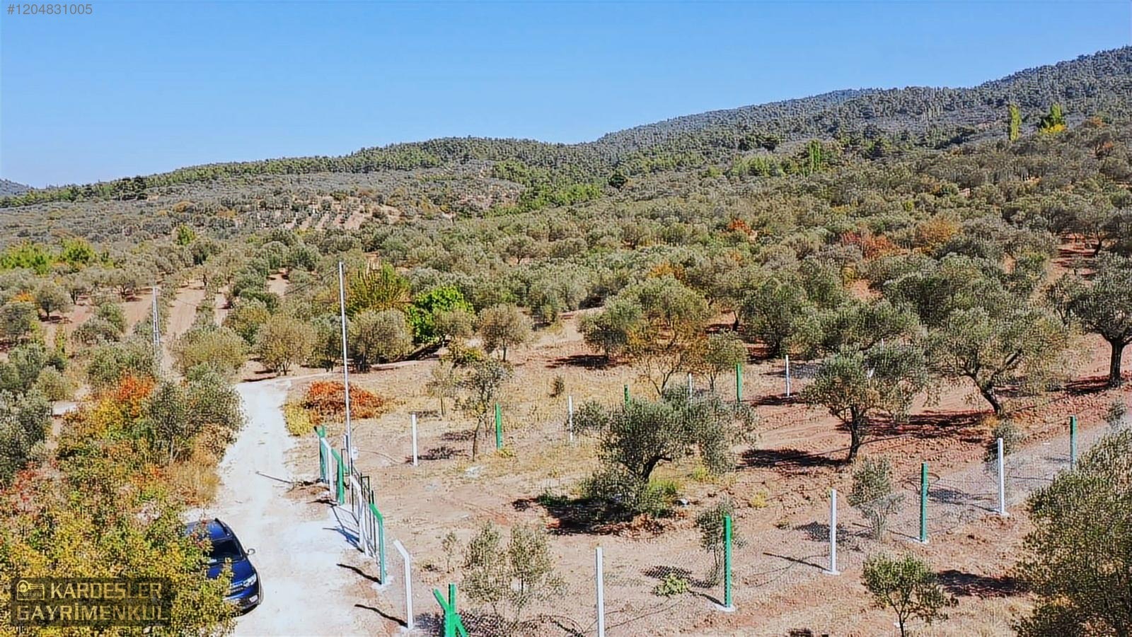 AKHİSAR YENİCEKÖYDE KARIŞIK ZEYTİN MEYVE BAHÇESİ SU ELEKTRİKLİ - MANİSA AKHİSAR fotoğraf 21