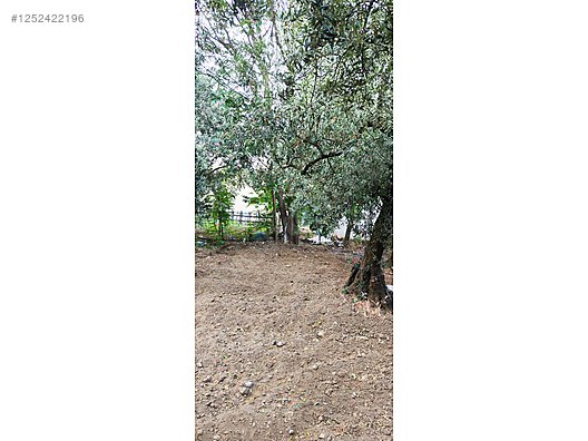 BURSA MUDANYA AKKÖY KÖYÜNDE 2.985 M² ZEYTİNLİK SATILIKTIR. - BURSA MUDANYA fotoğraf 6