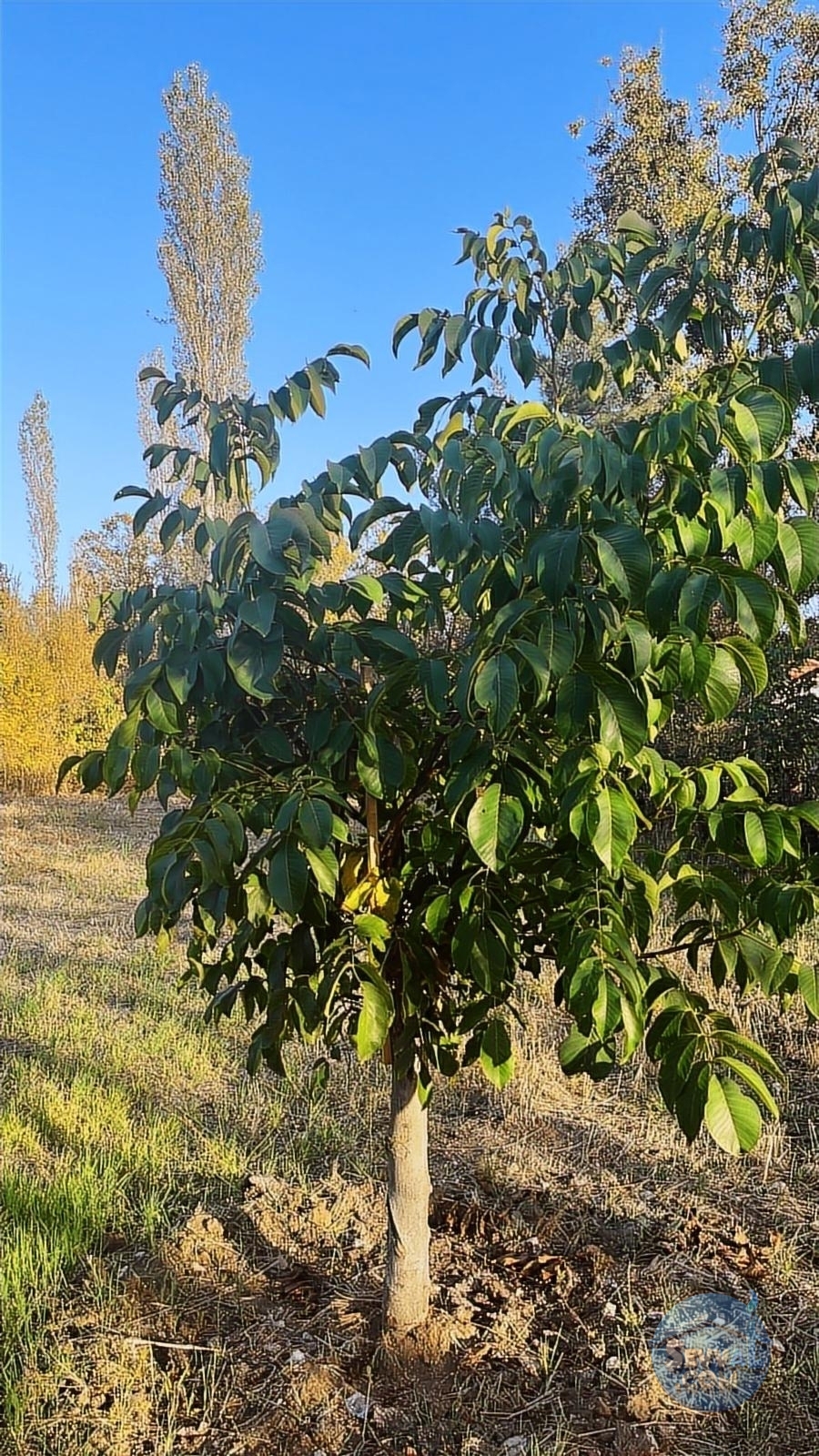 ASYA EVİM GAYRİMENKULDEN SAKARCA MAH.SATILIK ARAZİ - Burdur Ağlasun fotoğraf 26