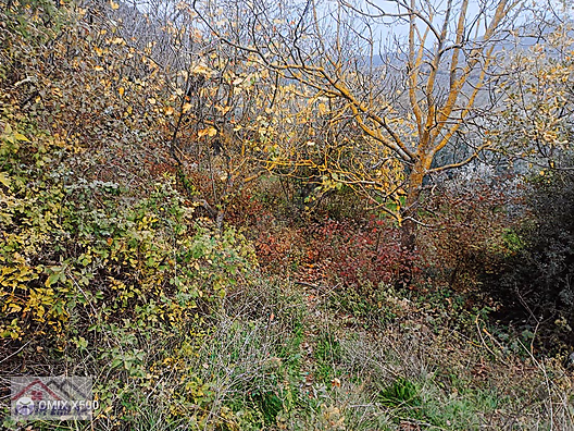 FATİH EMLAKTAN ŞAHİNYURDUNDA 956M2 SATILIK ZEYTİNLİK - BURSA GEMLİK fotoğraf 7