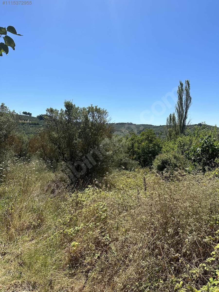 BURSA MUDANYA DEREKÖY KÖYÜNDE 1.260 M² ZEYTİNLİK SATILIKTIR. - BURSA MUDANYA fotoğraf 15