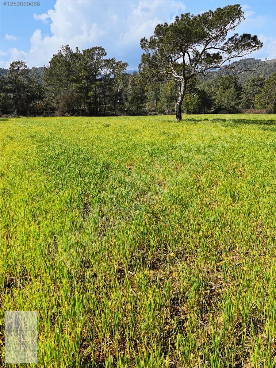 TELMESSOS GAYRİMENKUL DEN ÇALTIÖZÜ RIZAİ TAKSİMLİ 1.152 m2 TARLA - MUĞLA SEYDİKEMER fotoğraf 5