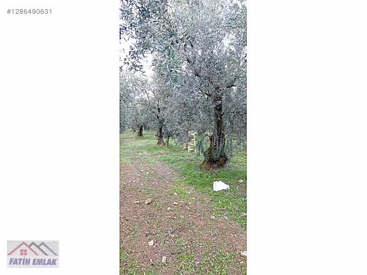 Fatih'ten Karsak ta 1245m2 yolu olan göl manzaralı zeytinlik - BURSA ORHANGAZİ fotoğraf 13