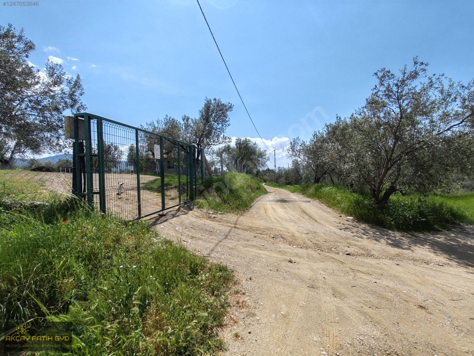Hacıarslanlar da 3.100m2 SATILIK Kaçmaz Fırsat Zeytinlik - BALIKESİR EDREMİT fotoğraf 2