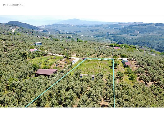 BURSA MUDANYA ÇEPNİ KÖYÜNDE 2.110 M² ZEYTİNLİK SATILIKTIR. - BURSA MUDANYA fotoğraf 12