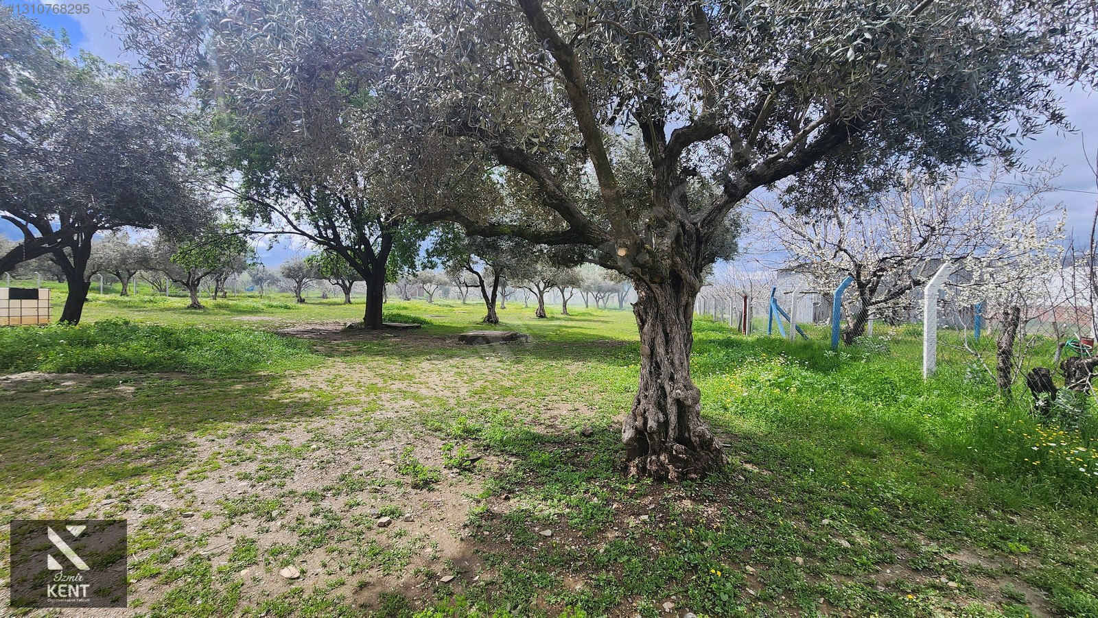Kemalpaşa Armutlu Satılık Arazi 4.000 m2 - İZMİR KEMALPAŞA fotoğraf 26