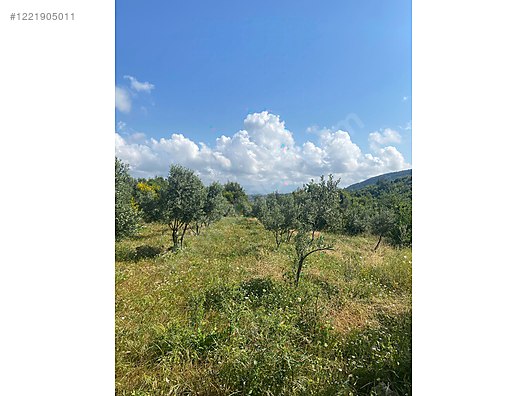 İmarlı İfrazlı Parsel 524 M² Hatay / Samandağ / Yaylıca Mh. - HATAY SAMANDAĞ fotoğraf 7