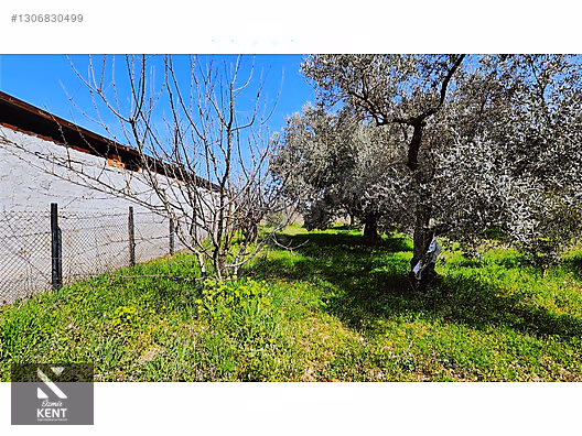Kemalpaşa Ören Satılık Zeytinlik 1.230 m2 - İZMİR KEMALPAŞA fotoğraf 14