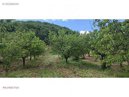 YÖRÜKLER MAHALLESİNDE RESMİ YOLA CEPHE 1186 M2 KİRAZ BAHÇESİ - BURSA İZNİK fotoğraf 4