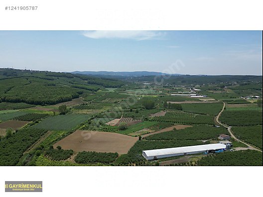 11.752 M² FIRSAT FINDIK BAHÇESİ SAKARYA KAYNARCA ZİAHMET MAH. - SAKARYA KAYNARCA fotoğraf 3