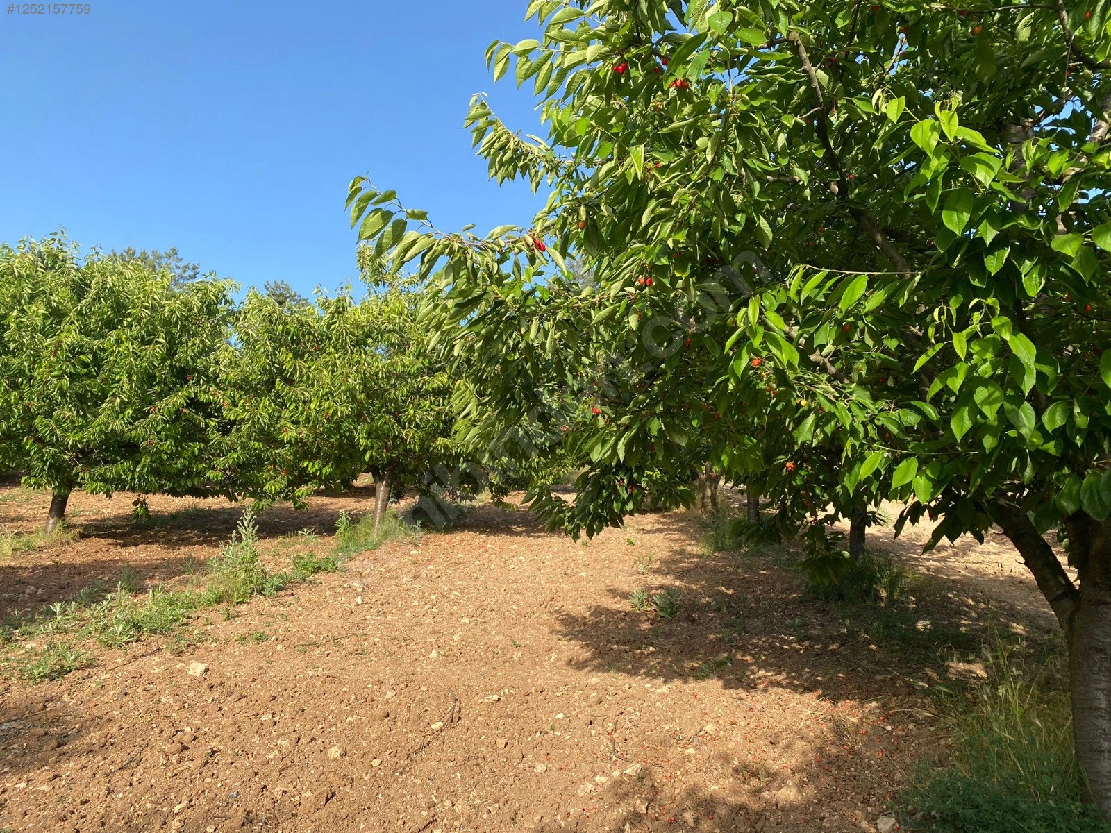 BURSA KELEŞ BELENÖREN'DE 11.691  M² BAHÇE SATILIKTIR - BURSA KELES fotoğraf 8