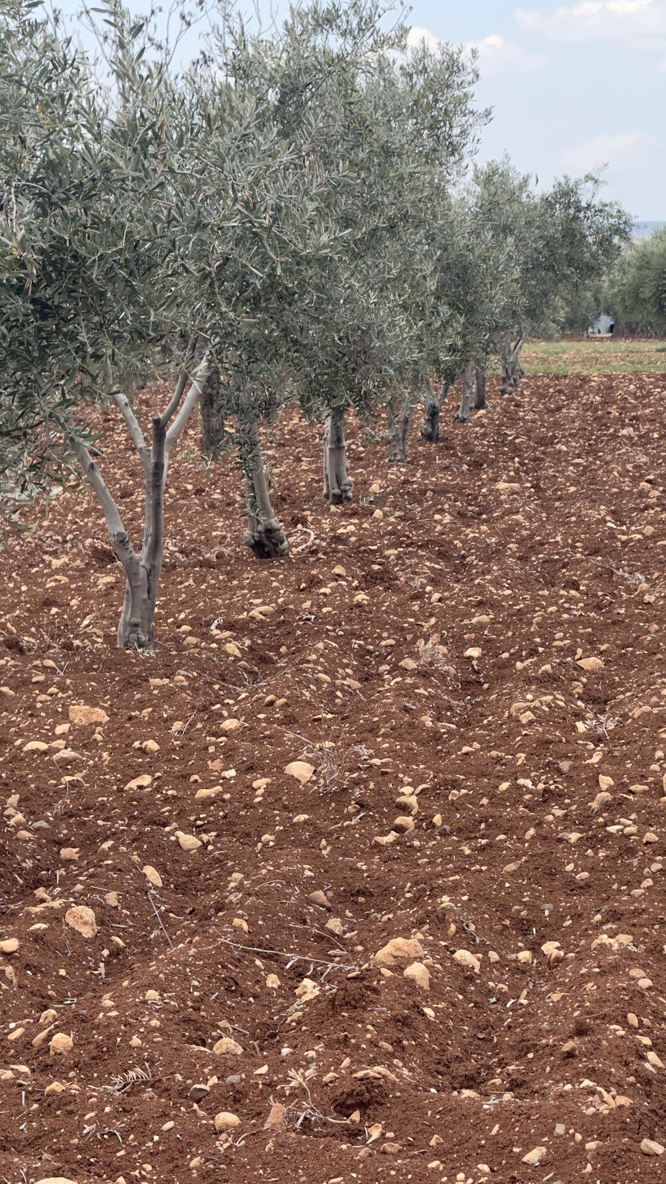 ÖZGÜRoğluEMLAK,tan SATILIK ZEYTİNLİK  - KİLİS MERKEZ fotoğraf 23