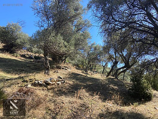 Bayındır Yusuflu Satılık 6050 m2 Zeytinlik Tek Tapu - İZMİR BAYINDIR fotoğraf 11