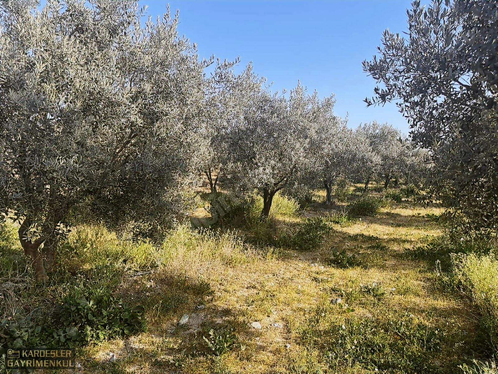 SATILIK GÖLMARMARA SALİHLİ YOLU ÜZERİNDE ASFALT ÜSTÜ ZEYTİNLİK - MANİSA AKHİSAR fotoğraf 20