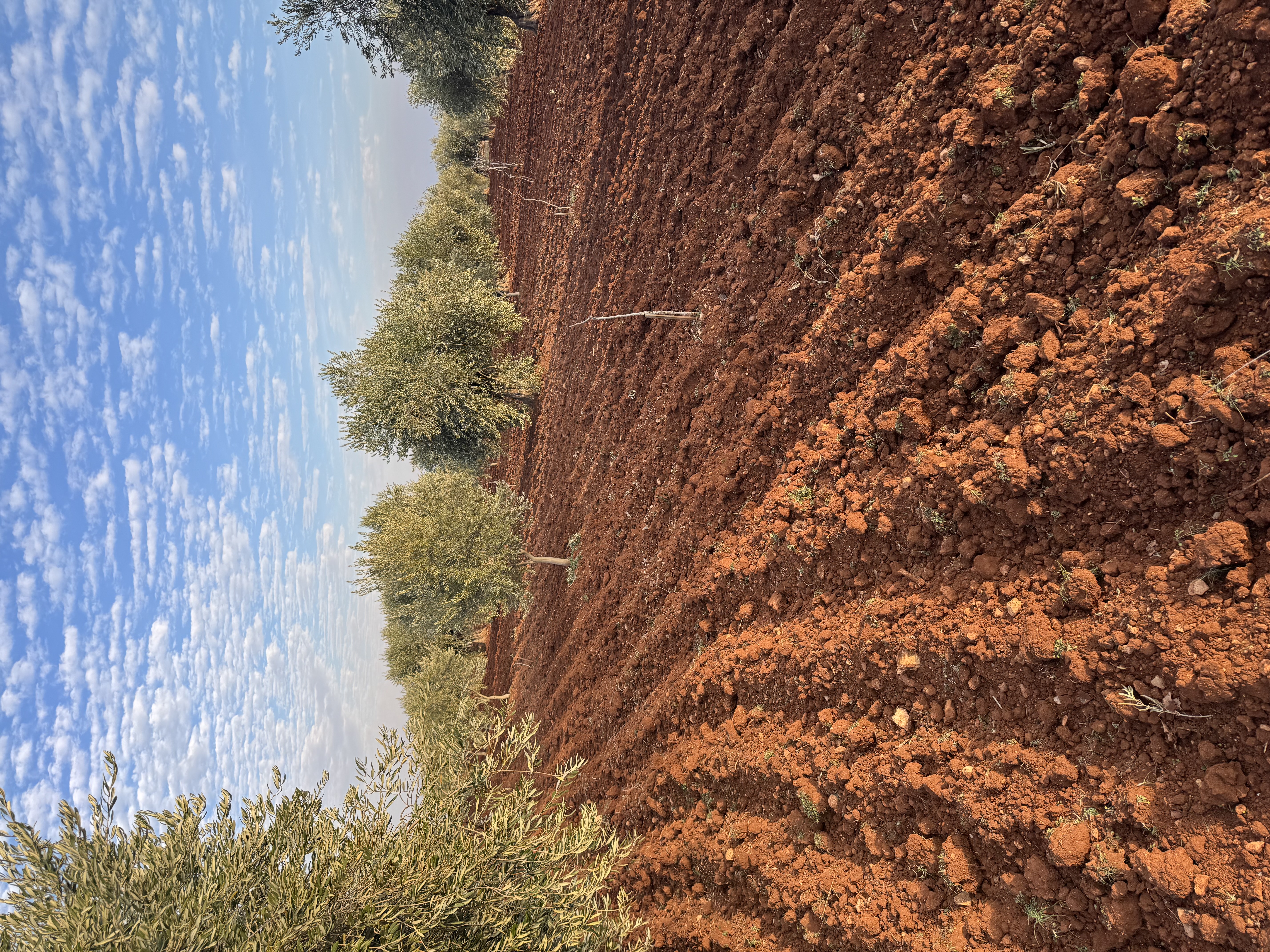 SATILIK ZEYTİNLİK  - KİLİS MERKEZ fotoğraf 11