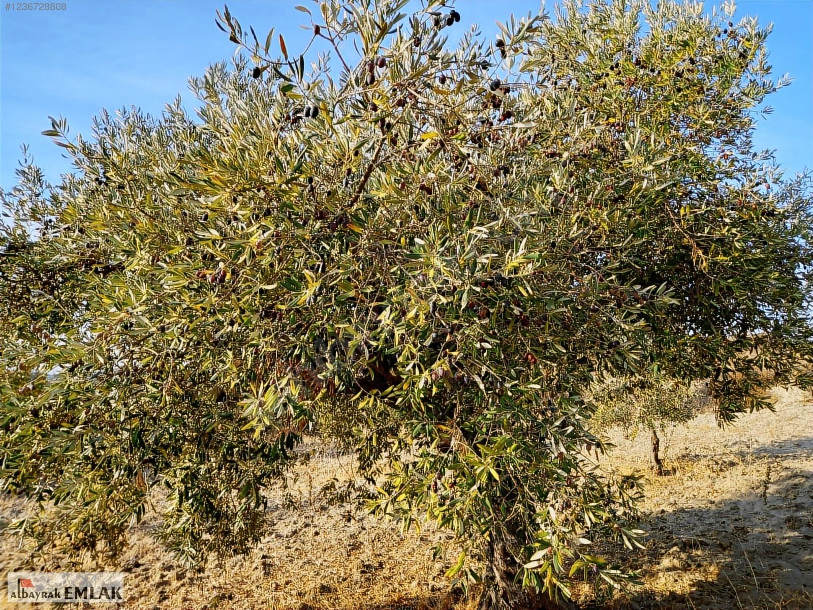 SARUHANLI HACIMUSA DA SATILIK 8.000 M2 ZEYTİNLİK 1.700.000 TL - MANİSA SARUHANLI fotoğraf 25