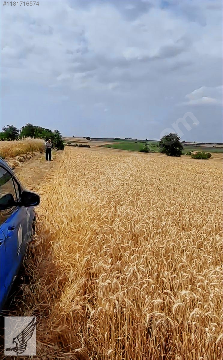 Seferihisar Düzce Ovada 3900 M² Emsalsiz Tarla - İZMİR SEFERİHİSAR fotoğraf 4