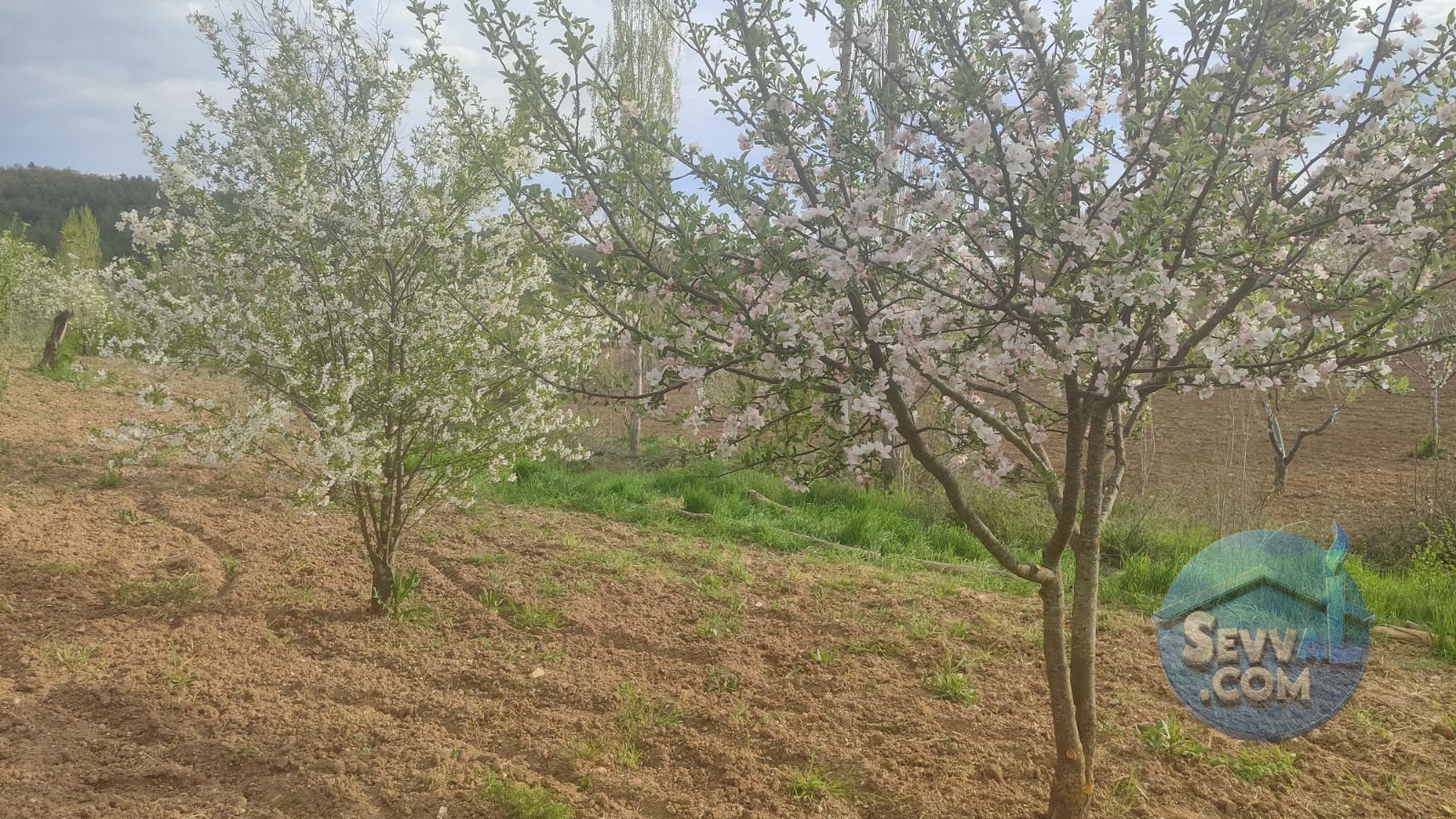 Satılık 579m² Meyve Bahçesi (Kütahya/Şaphane Karaağıl Mah.) - Kütahya Şaphane fotoğraf 7