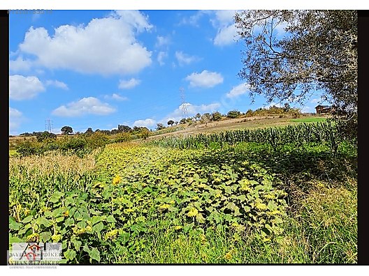 AYHAN HEPDİKER DEN SALMANLIDA ASVALT YOLA CEPHELİ 1.377m2 TARLA - SAKARYA ADAPAZARI fotoğraf 3