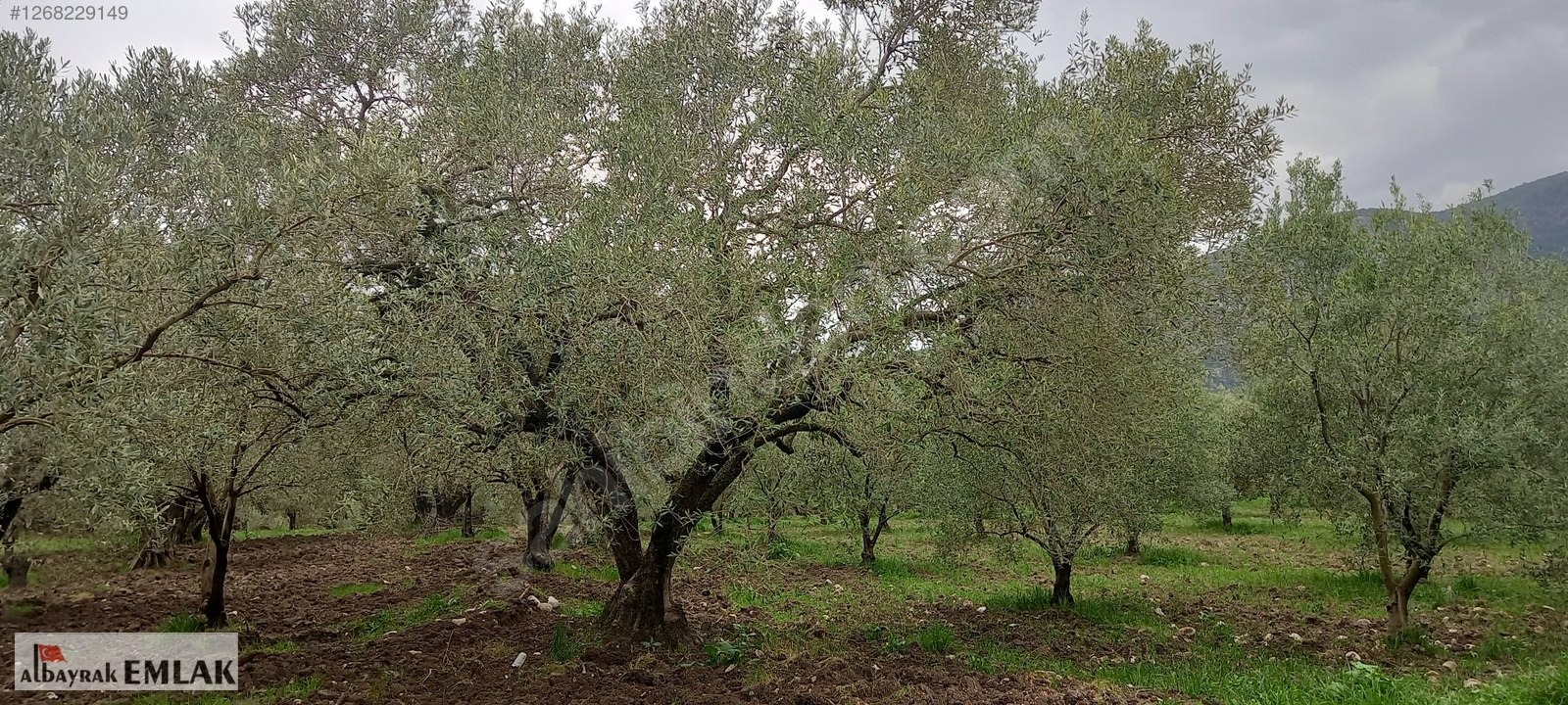 AKHİSAR SAKARKAYA DA ŞOK FİYAT SATILIK 3.850 M2 ZEYTİNLİK - MANİSA AKHİSAR fotoğraf 6