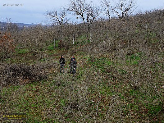 Ferizli Hocaoğlu'nda Satılık 2400 m² Fındık Bahçesi - SAKARYA FERİZLİ fotoğraf 33