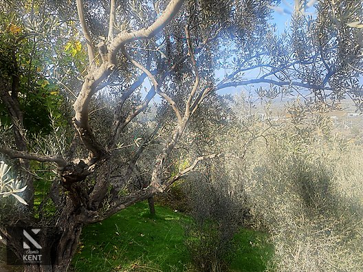 Kemalpaşa Aşağıkızılca Satılık 1758 M2 Tek Tapu Zeytinlik - İZMİR KEMALPAŞA fotoğraf 9