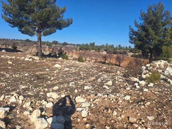 GÜLNAR SARAY MAHALLESİNDE SATILIK 10500 M2 TARLA - MERSİN GÜLNAR fotoğraf 15