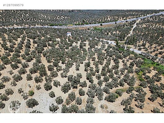 HAS EMLAK tan EGE nin İNCİSİ PELİTKÖY DE ZEYTİNLİK - BALIKESİR BURHANİYE fotoğraf 25