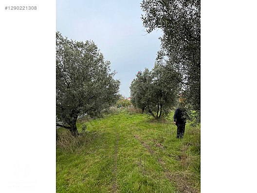 BÖLGE UZMANI HAS EMLAK DENİZ MANZARALI FIRSAT HOBİ BAHÇESİ - BURSA MUDANYA fotoğraf 17