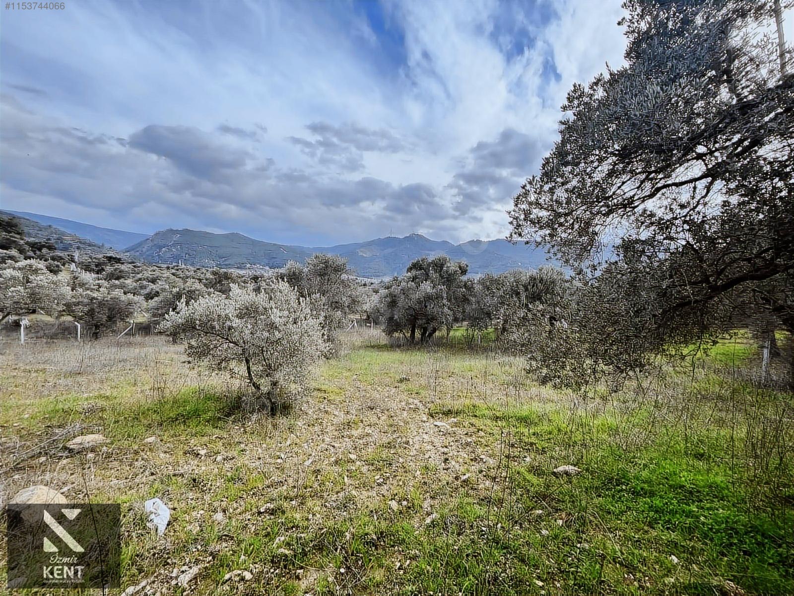 Kemalpaşa Gökyaka Satılık 2700 m2 Bahçe - İZMİR KEMALPAŞA fotoğraf 28