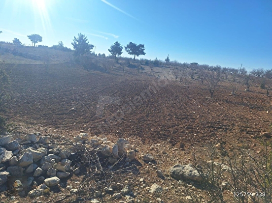 GÜLNAR SARAY MAHALLESİNDE SATILIK 10500 M2 TARLA - MERSİN GÜLNAR fotoğraf 11