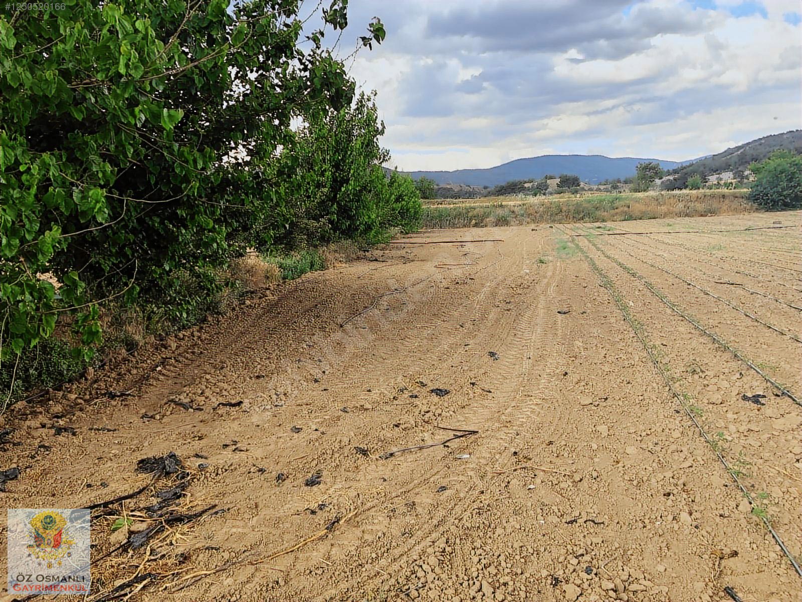 600 M2 NEHİR KENARI RESMİ YOLU OLAN MERKEZE YAKIN TARLA - BİLECİK OSMANELİ fotoğraf 6