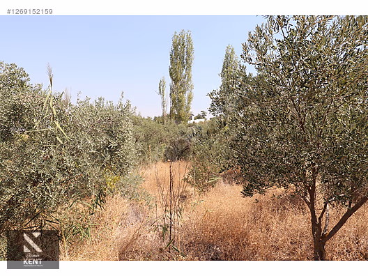 Kemalpaşa Aşağıkızılca Satılık 615 m2 Zeytinlik - İZMİR KEMALPAŞA fotoğraf 26