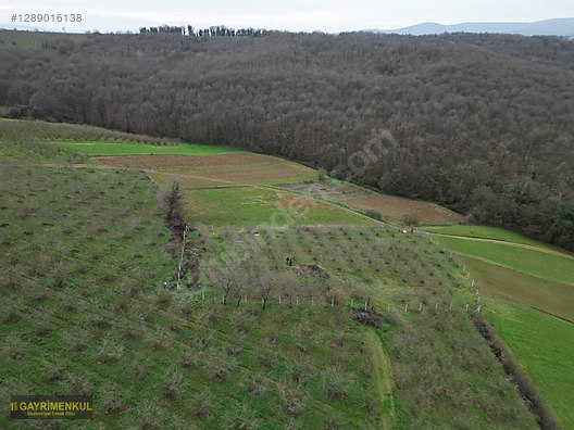 Ferizli Hocaoğlu'nda Satılık 2400 m² Fındık Bahçesi - SAKARYA FERİZLİ fotoğraf 13