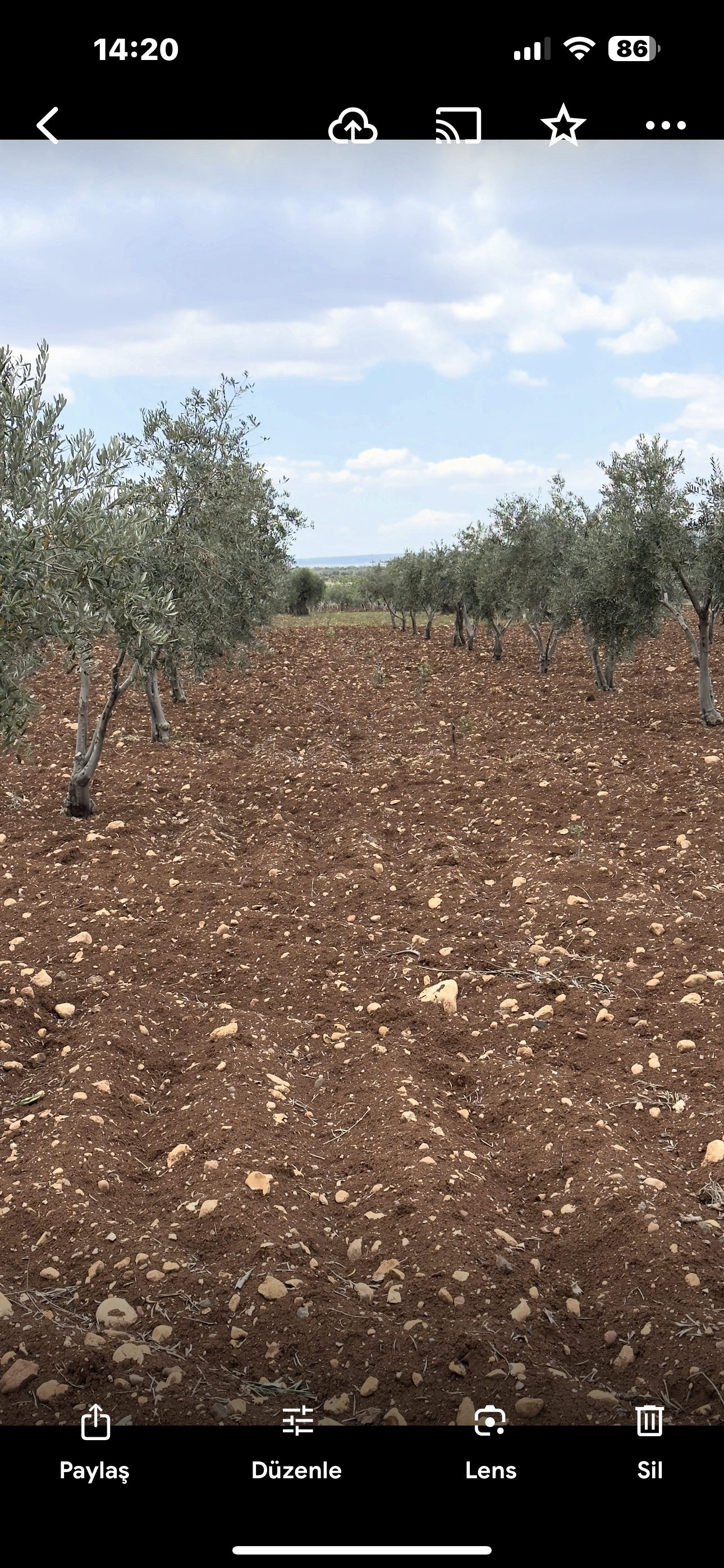ÖZGÜRoğluEMLAK,tan SATILIK ZEYTİNLİK  - KİLİS MERKEZ fotoğraf 6